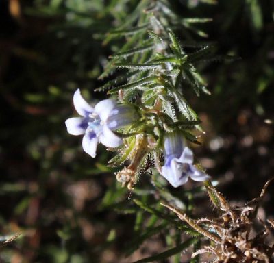 Wahlenbergia lycopodioides, photographed by Tony Rebelo