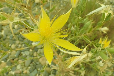 Mentzelia laevicaulis, photographed by Steve Woodward