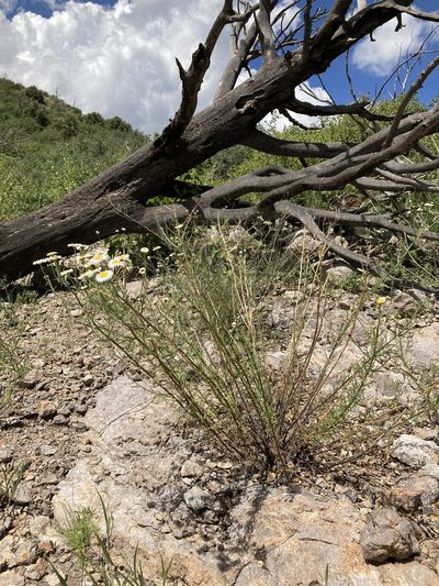 Erigeron neomexicanus, photographed by Cecelia Alexander