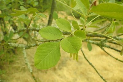 Fraxinus latifolia, photographed by Steve Woodward