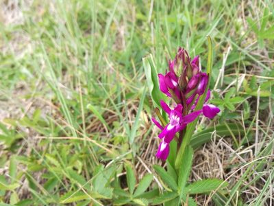 Anacamptis laxiflora, photographed by Davide Puddu