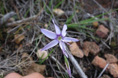 Geissorhiza heterostyla, photographed by Brian du Preez