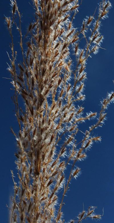 Miscanthus ecklonii, photographed by Tony Rebelo