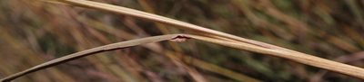 Hyparrhenia dregeana, photographed by Tony Rebelo