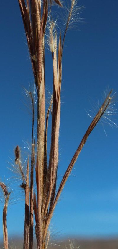 Hyparrhenia dregeana, photographed by Tony Rebelo