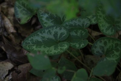 Asarum virginicum, photographed by Kathy Richardson