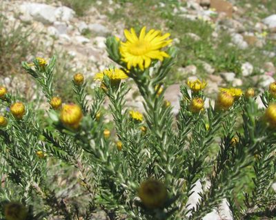 Oedera fruticosa, photographed by douglaseustonbrown