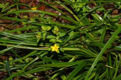 Hypericum humifusum, photographed by Patrick Meurin