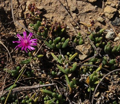 Delosperma obtusum, photographed by Tony Rebelo