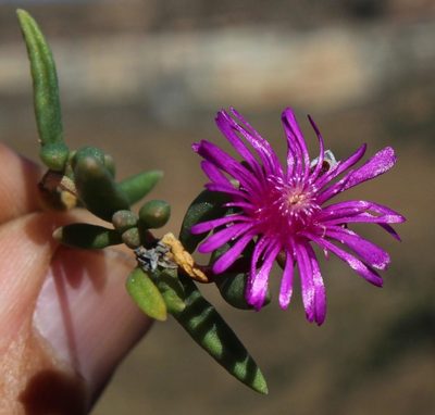 Delosperma obtusum, photographed by Tony Rebelo