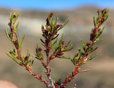 Cliffortia repens, photographed by Tony Rebelo