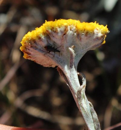 Helichrysum subglomeratum, photographed by Tony Rebelo