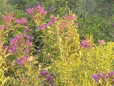 Vernonia gigantea, photographed by Gregory Bennett