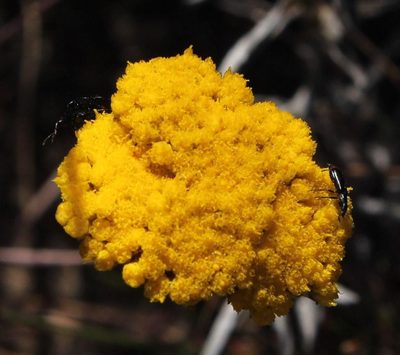 Helichrysum subglomeratum, photographed by Tony Rebelo