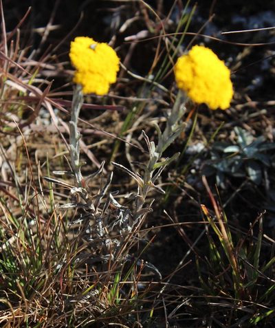 Helichrysum subglomeratum, photographed by Tony Rebelo