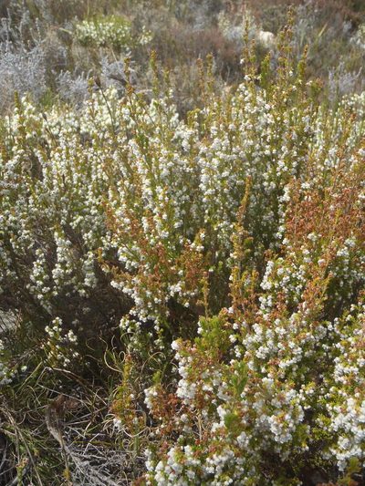 Erica zwartbergensis, photographed by Nicola van Berkel
