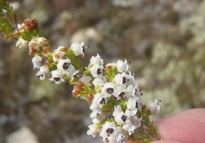 Erica zwartbergensis, photographed by Nicola van Berkel