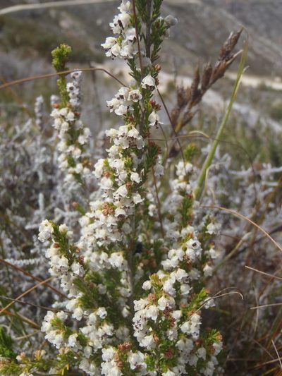 Erica zwartbergensis, photographed by Nicola van Berkel