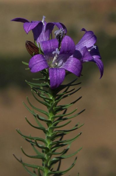 Wahlenbergia fasciculata, photographed by Tony Rebelo