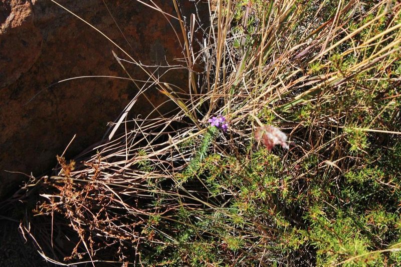 Wahlenbergia fasciculata, photographed by Tony Rebelo