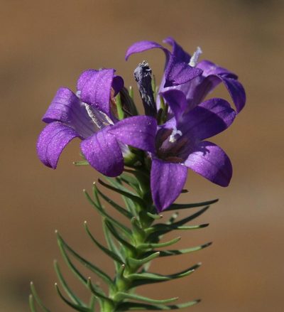 Wahlenbergia fasciculata, photographed by Tony Rebelo