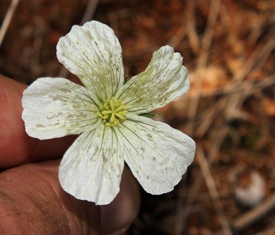 Monsonia glauca, photographed by Wynand Uys