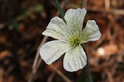 Monsonia glauca, photographed by Wynand Uys