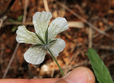 Monsonia glauca, photographed by Wynand Uys