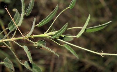 Monsonia glauca, photographed by Wynand Uys