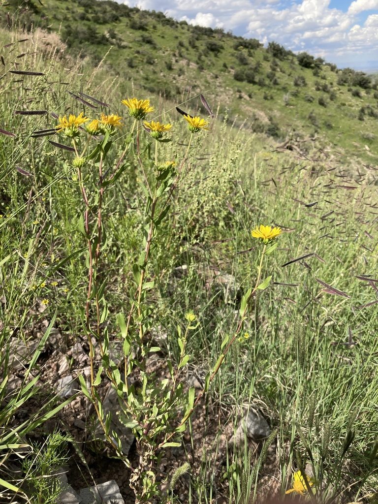 Grindelia arizonica, photographed by Cecelia Alexander