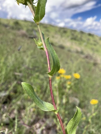 Grindelia arizonica, photographed by Cecelia Alexander