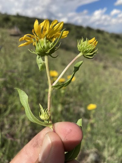 Grindelia arizonica, photographed by Cecelia Alexander