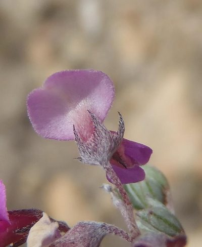 Indigofera swartbergensis, photographed by Nicola van Berkel