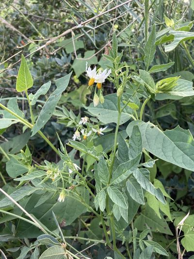 Solanum jamesii, photographed by Cecelia Alexander