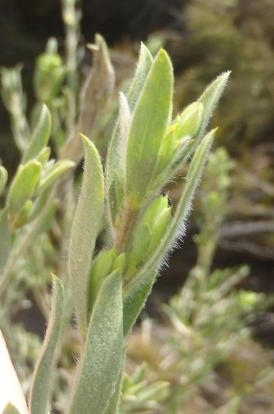 Liparia racemosa, photographed by Nicola van Berkel