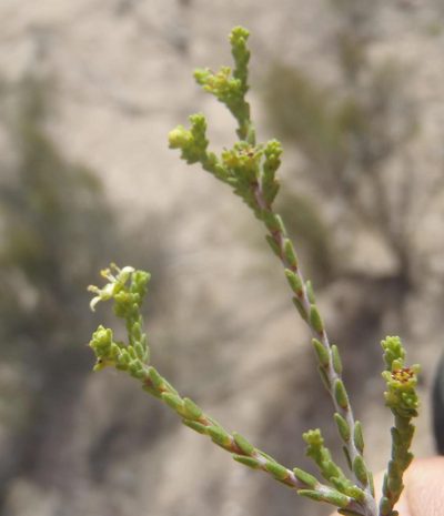Diosma prama, photographed by Nicola van Berkel