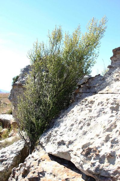 Canthium ciliatum, photographed by Tony Rebelo