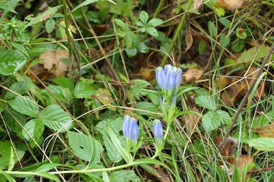 Gentiana linearis, photographed by Jack Beusmans