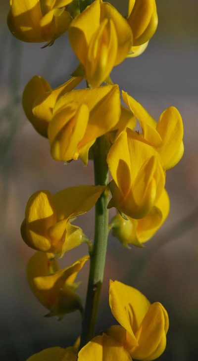 Lebeckia brevicarpa, photographed by Charles Stirton