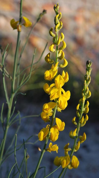 Lebeckia brevicarpa, photographed by Charles Stirton