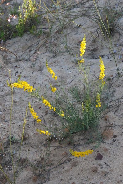 Lebeckia brevicarpa, photographed by Charles Stirton