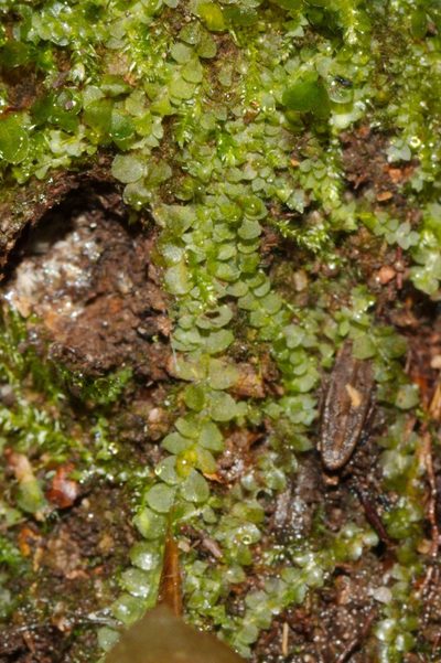 Calypogeia integristipula, photographed by Patrick Meurin