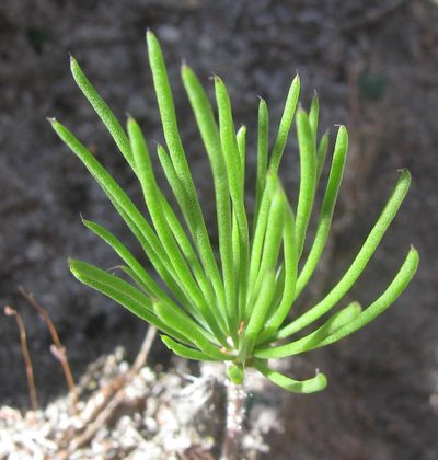 Eriospermum proliferum, photographed by douglaseustonbrown