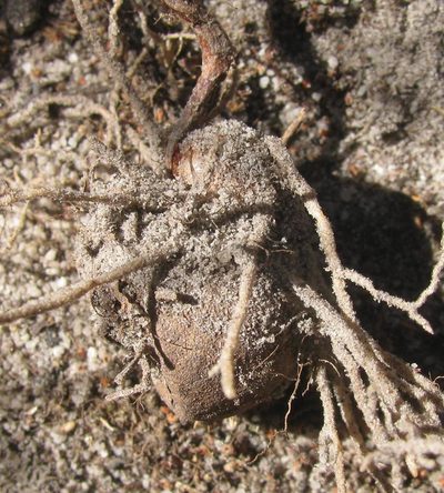 Eriospermum proliferum, photographed by douglaseustonbrown
