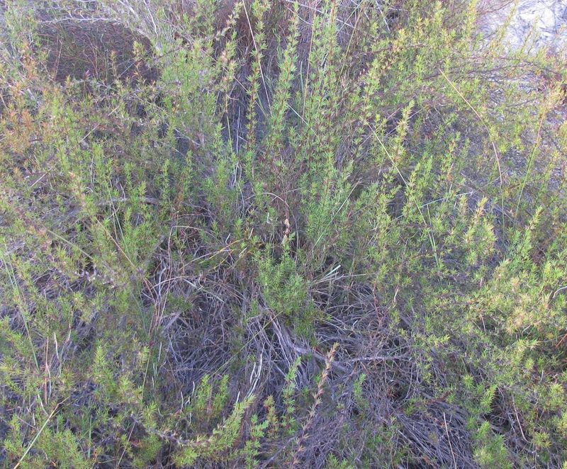 Cliffortia pterocarpa, photographed by douglaseustonbrown
