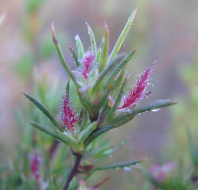 Cliffortia pterocarpa, photographed by douglaseustonbrown