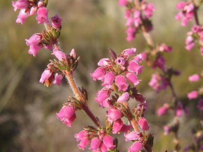 Erica parviflora, photographed by douglaseustonbrown