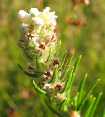 Phylica excelsa, photographed by douglaseustonbrown