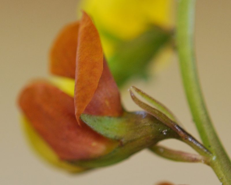 Lebeckia grandiflora, photographed by Charles Stirton