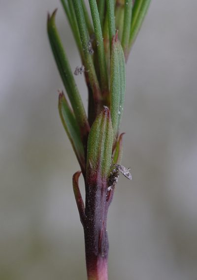 Lebeckia grandiflora, photographed by Charles Stirton